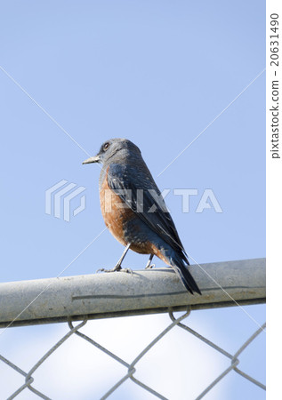 Sea bulbul Sea bulbul 20631490