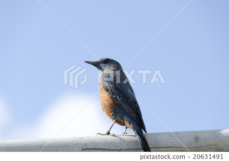 Sea bulbul Sea bulbul 20631491