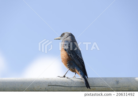 Sea bulbul 20631492