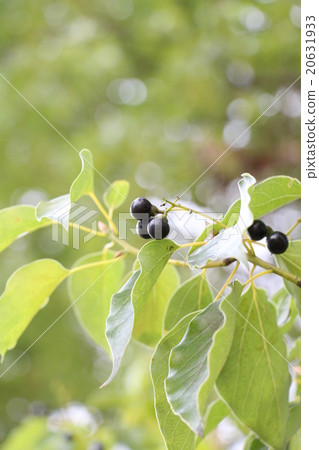 Camphor tree fruit 20631933