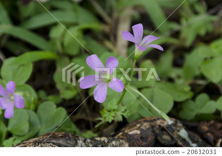 Murasaki Kabaki 20632031