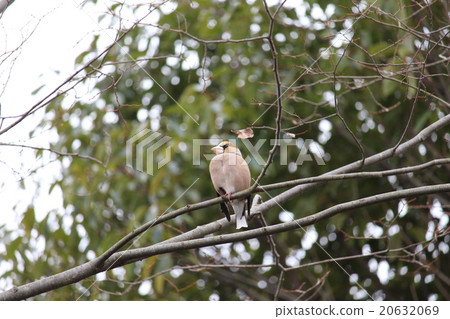 Shime Turquoise Atriaceae family Shimea Shime Turquoise Atriaceae family Shimea 20632069