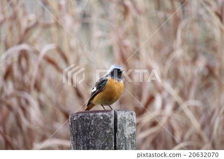 Giunbutaki sparrow eyes Cyperaceae Genus 20632070