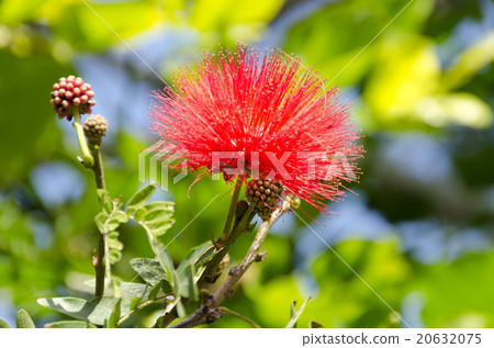 朱纓花 朱纓花 20632075