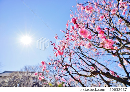 Plum blossom Plum blossom 20632687