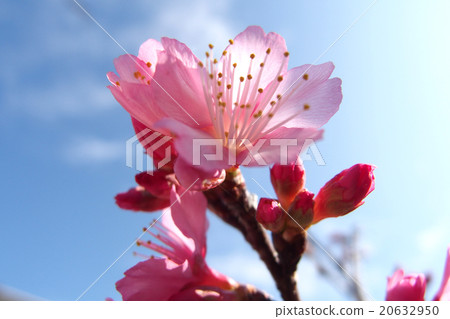 Cherry blossoms 20632950