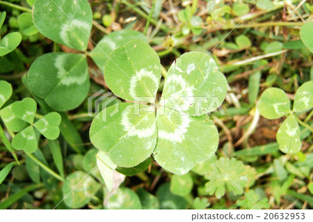 four Leaf Clover  20632953