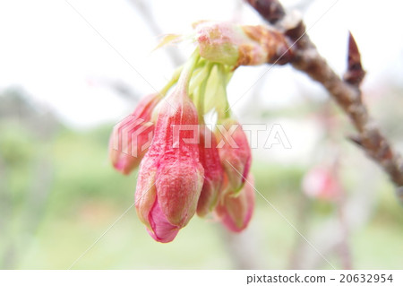 Cold scape cherry buds 20632954