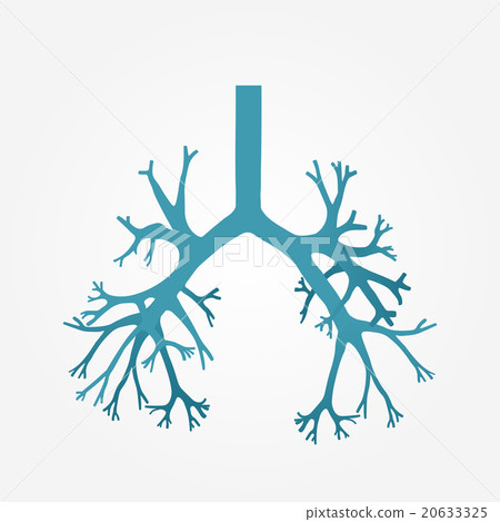 Human bronchus in vector 20633325