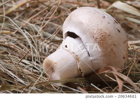 one champignon closeup on dry grass. one champignon closeup on dry grass. 20634681