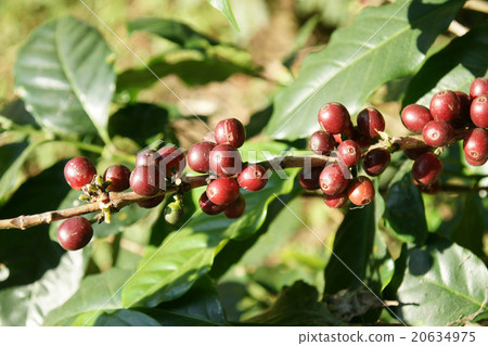 Coffee beans on a tree in Chiangmai Thailand 20634975