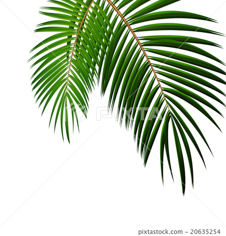 Palm Leaf on White Background with Place for Your 20635254