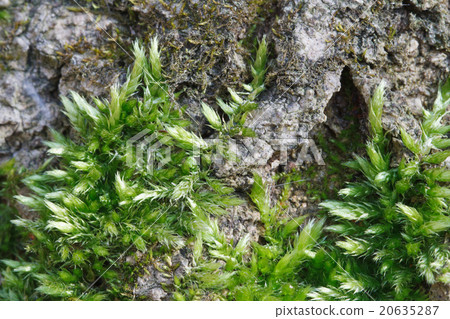 fluffy green moss on the bark fluffy green moss on the bark 20635287