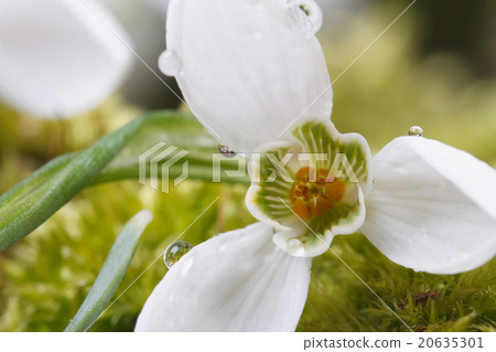 Snowdrop with drops of water macro. horizontal 20635301