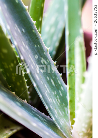 Aloe Vera plant Aloe Vera plant 20635752