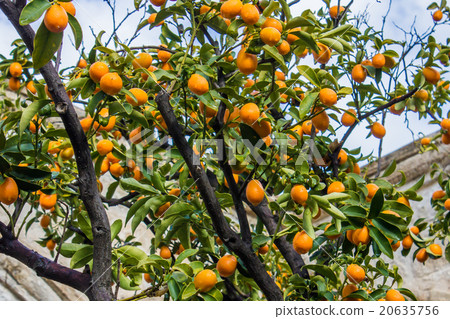 Kumquat tree Kumquat tree 20635756