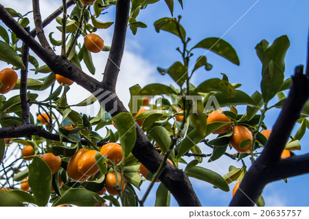 Kumquat tree Kumquat tree 20635757