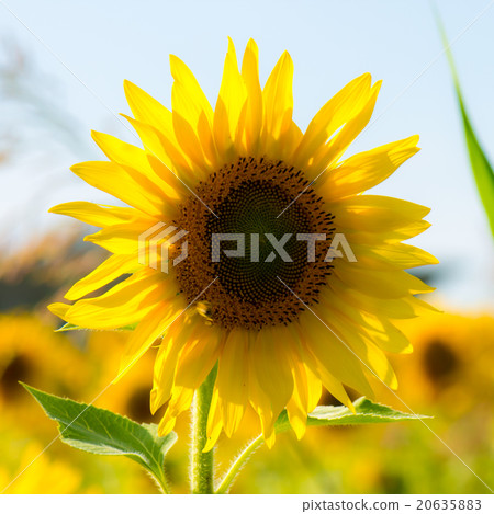 Sunflower in a field 20635883