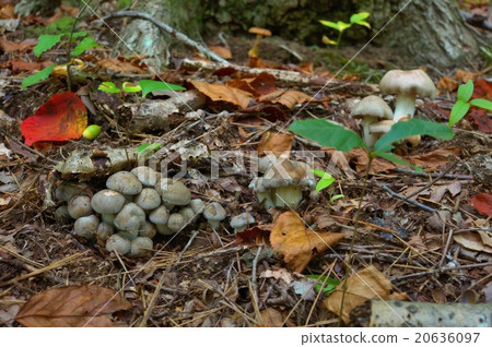 Landscape with mushrooms 20636097