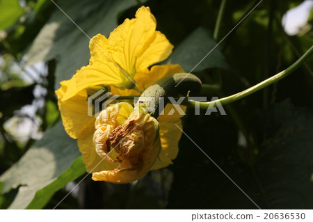 Hechima Hechima 20636530