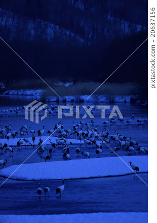 起重機夾帶夾帶 20637156