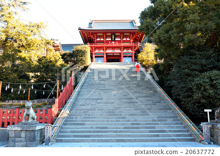 神社少女騎著清晨鶴岡八幡宮的石階 神社少女騎著清晨鶴岡八幡宮的石階 20637772