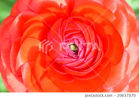 Ranunculus 20637870