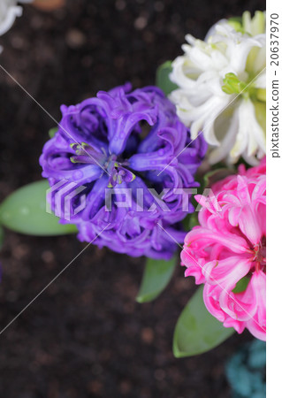 Hyacinth with purple flowers and rain drops Hyacinth with purple flowers and rain drops 20637970