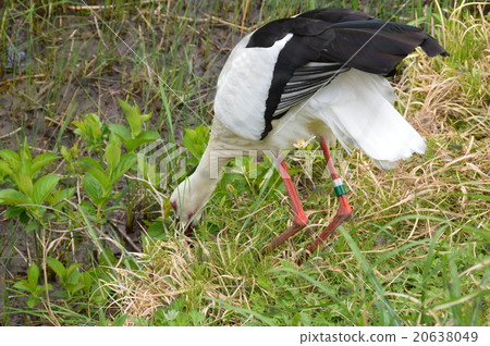 Storks to bait food (Kasai Rinkai Aquarium · Birds Park / 6-2-3 Rinkai-cho, Edogawa-ku, Tokyo) 20638049