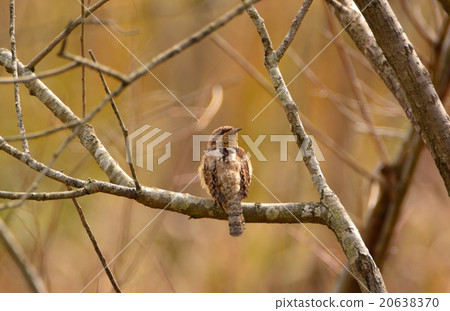 Beautiful patterned Alicei 20638370