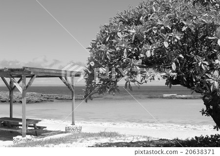 summer summer 20638371