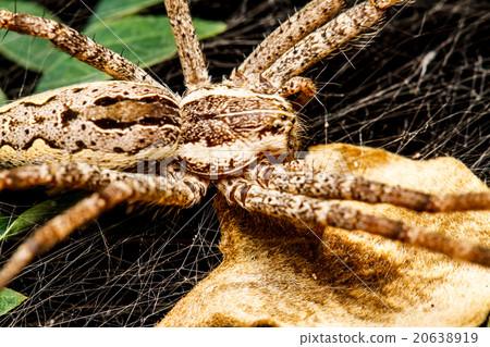 Wolf spider is resting on the net Wolf spider is resting on the net 20638919