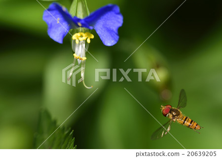 Tsukushi and fish 20639205