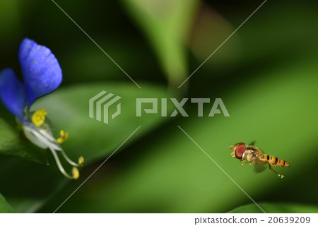 Tsukushi和魚 20639209