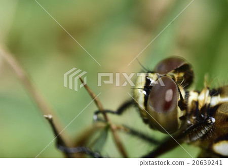 Compound eyes 20639241