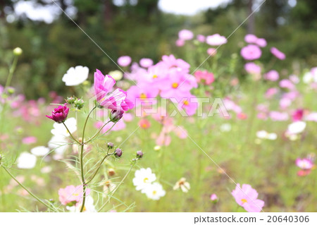  Cosmos field 20640306