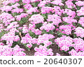  Flower garden 20640307