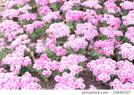  Flower garden 20640307