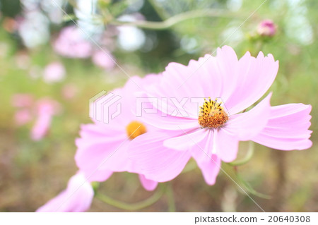 Cosmos in full bloom 20640308
