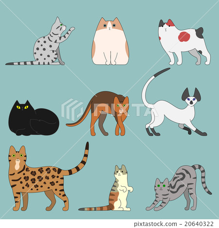 各種貓 各種貓 20640322