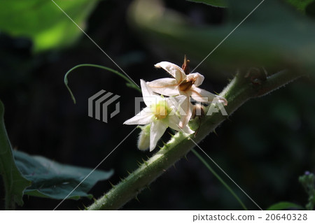 flower egg plant 20640328