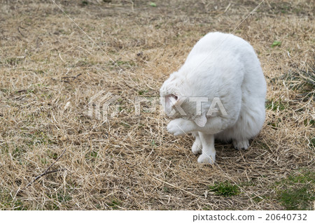 洗臉的白貓(家貓) 洗臉的白貓(家貓) 20640732