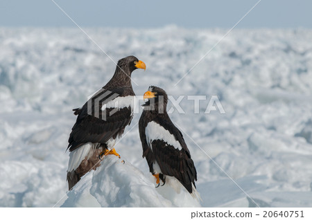 Two eagles standing in drift ice Two eagles standing in drift ice 20640751