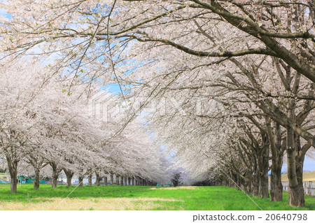 Blue sky and cherry blossom trees 20640798