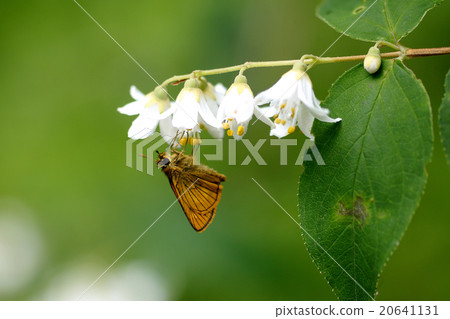 Beeswax cocktail Beeswax cocktail 20641131