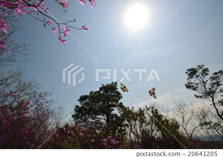 追踪Gifukuto的航班 追踪Gifukuto的航班 20641205