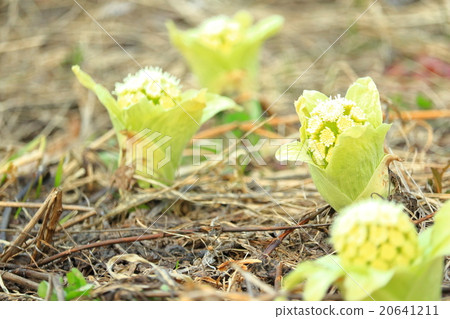 Hokkaido Tokachi Blooming in early spring 20641211
