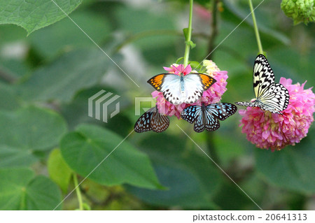 Greenhouse butterfly 20641313