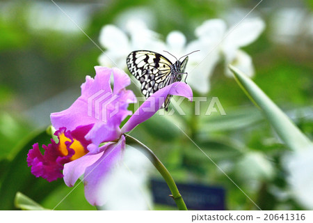 Butterflies in greenhouses Butterflies in greenhouses 20641316