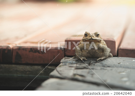 Close up of Common Toad 20642040